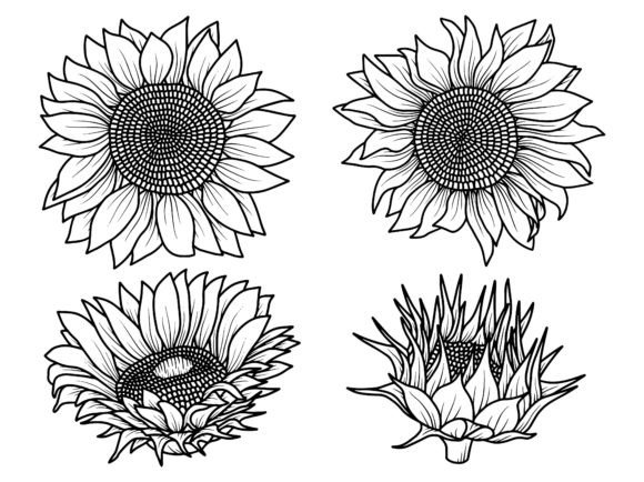 Sunflower Sketch Line Art Review: A Designer’s Practical Take
